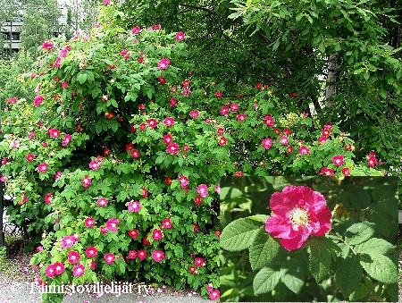 Rosa Francofurtana-ryhm&auml; 'Splendens'